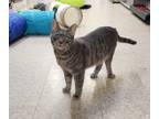Adopt Duncan a Gray, Blue or Silver Tabby Tabby (short coat) cat in