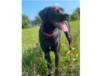 Adopt Luna a Black - with White Boxer / Pointer / Mixed dog in Fort Wayne