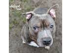 Adopt Lou a Gray/Blue/Silver/Salt & Pepper Pit Bull Terrier / Mixed dog in