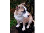 Adopt Izzy-special puppy! a Tricolor (Tan/Brown & Black & White) Alaskan