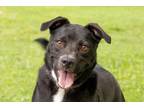 Adopt Keyko--So much love to give! a Black - with White Labrador Retriever /