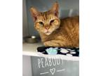 Adopt Peabody a Domestic Shorthair / Mixed (short coat) cat in Carthage