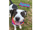 Adopt Ayana a Black Terrier (Unknown Type, Medium) / Mixed Breed (Medium) /