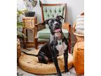 Adopt Roxxie a Black Pit Bull Terrier / Mixed dog in Philadelphia, PA (40915113)