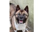 Adopt Coco 2 a Tricolor (Tan/Brown & Black & White) Akita / Mixed dog in Toms