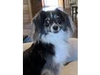 Adopt Rosy a Tricolor (Tan/Brown & Black & White) Chinese Crested / Mixed dog in