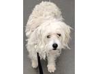 Adopt 160978 a White Terrier (Unknown Type, Small) / Mixed dog in Bakersfield