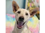 Adopt Carson a Tan/Yellow/Fawn German Shepherd Dog / Terrier (Unknown Type