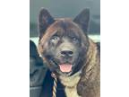 Adopt Buc'ee a Tricolor (Tan/Brown & Black & White) Akita / Mixed dog in Toms