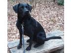 Adopt Ebony a Black Labrador Retriever / Mixed dog in Candler, NC (40956863)