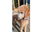 Adopt Ginger a Red/Golden/Orange/Chestnut Poodle (Standard) / Mixed dog in mt