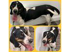 Adopt Tex a Basset Hound / Hound (Unknown Type) / Mixed dog in LaBelle