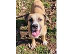 Adopt Cherokee a Brown/Chocolate Rhodesian Ridgeback / Mastiff / Mixed dog in