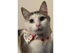 Adopt Humble a White (Mostly) Domestic Shorthair (short coat) cat in Richmond