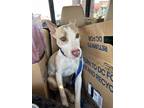 Adopt Penny a Tan/Yellow/Fawn - with White Australian Cattle Dog / Mixed dog in