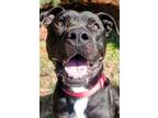 Adopt Ash a Black Mixed Breed (Large) / Mixed dog in Blackwood, NJ (40710774)