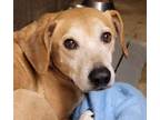 Adopt Dan a Tan/Yellow/Fawn Labrador Retriever / Mixed dog in Robinson