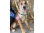 Adopt Santanna a Brown/Chocolate Shar Pei / Mixed dog in LaHarpe, KS (40141553)