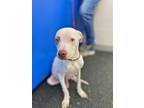 Adopt Rickey a White - with Brown or Chocolate Mixed Breed (Medium) / Mixed dog