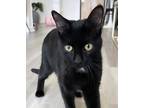 Adopt Ad-Rock (FIV+) (Pounce Cat Cafe) a All Black Domestic Shorthair / Mixed