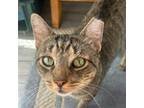 Adopt Thomas a Brown Tabby Domestic Shorthair / Mixed cat in Wilmington