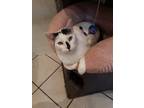 Adopt Blythe a Cream or Ivory (Mostly) Domestic Shorthair (short coat) cat in