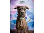 Adopt Havana a Brown/Chocolate Tibetan Terrier dog in Littleton, CO (40951884)