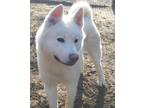 Adopt Hulk a White Akita / Mixed dog in Toms River, NJ (40953351)