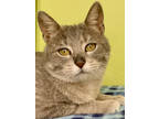 Adopt Matcha a Gray or Blue Domestic Shorthair / Domestic Shorthair / Mixed cat