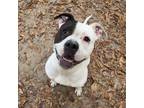 Adopt Tatiana a White American Pit Bull Terrier / Mixed dog in Spartanburg