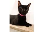 Adopt Wendy a Black (Mostly) Domestic Shorthair (short coat) cat in Broadway
