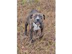 Adopt Hazel a American Pit Bull Terrier / Mixed dog in Sylvania, GA (40954316)