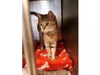 Adopt Grant2 a Brown Tabby Domestic Shorthair (short coat) cat in Broadway