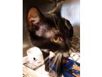 Adopt Eve a Black & White or Tuxedo Domestic Shorthair (short coat) cat in
