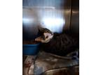 Adopt Kit Kat a Brown Tabby Domestic Shorthair (short coat) cat in Broadway