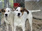 Adopt Lola & Lovie a White - with Brown or Chocolate Hound (Unknown Type) /