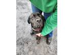 Adopt Mikey a Black Labrador Retriever / Mixed dog in Moses Lake, WA (40953597)