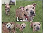 Adopt Lola a Merle American Pit Bull Terrier / Mixed Breed (Medium) / Mixed