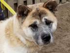 Adopt Sissy a Tan/Yellow/Fawn - with White Akita / Mixed dog in Toms River