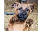 Adopt Bennet a Tan/Yellow/Fawn - with Black Black Mouth Cur / Mixed dog in
