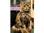 Adopt Lily a Brown Tabby Domestic Longhair (long coat) cat in schenectady