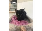 Adopt AJA a All Black Domestic Shorthair / Domestic Shorthair / Mixed cat in