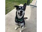 Adopt Ace a Black Husky / Mixed dog in Dallas, TX (40953765)