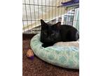 Adopt Wally a All Black Domestic Shorthair (short coat) cat in Chisholm