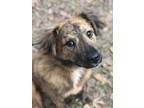 Adopt Zeke a Brindle Australian Shepherd / Mixed dog in Ellaville, GA (40953638)