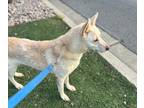 Adopt DELLA a White - with Tan, Yellow or Fawn German Shepherd Dog / Mixed dog