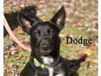 Adopt Dodge a Black Corgi / Mixed dog in Warren, PA (40953525)