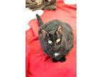 Adopt Dunes a All Black Domestic Shorthair / Domestic Shorthair / Mixed cat in