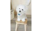 Adopt Duncan a White Bichon Frise / Mixed dog in Kearny, NJ (40953510)