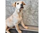 Adopt Casper a Mixed Breed (Medium) / Mixed dog in Rancho Santa Fe